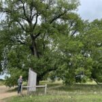 Cottonwoods on Ingalls Homestead DeSmet SD