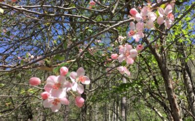 In the Flowering Woods