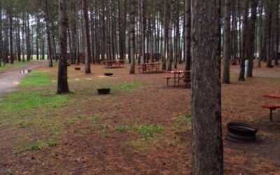 Inside a Tree Farm