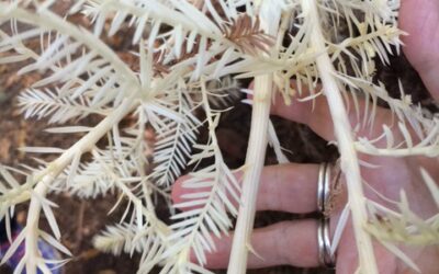 The Albino Redwood