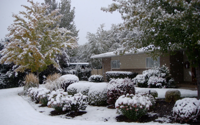 Snowy Landscape